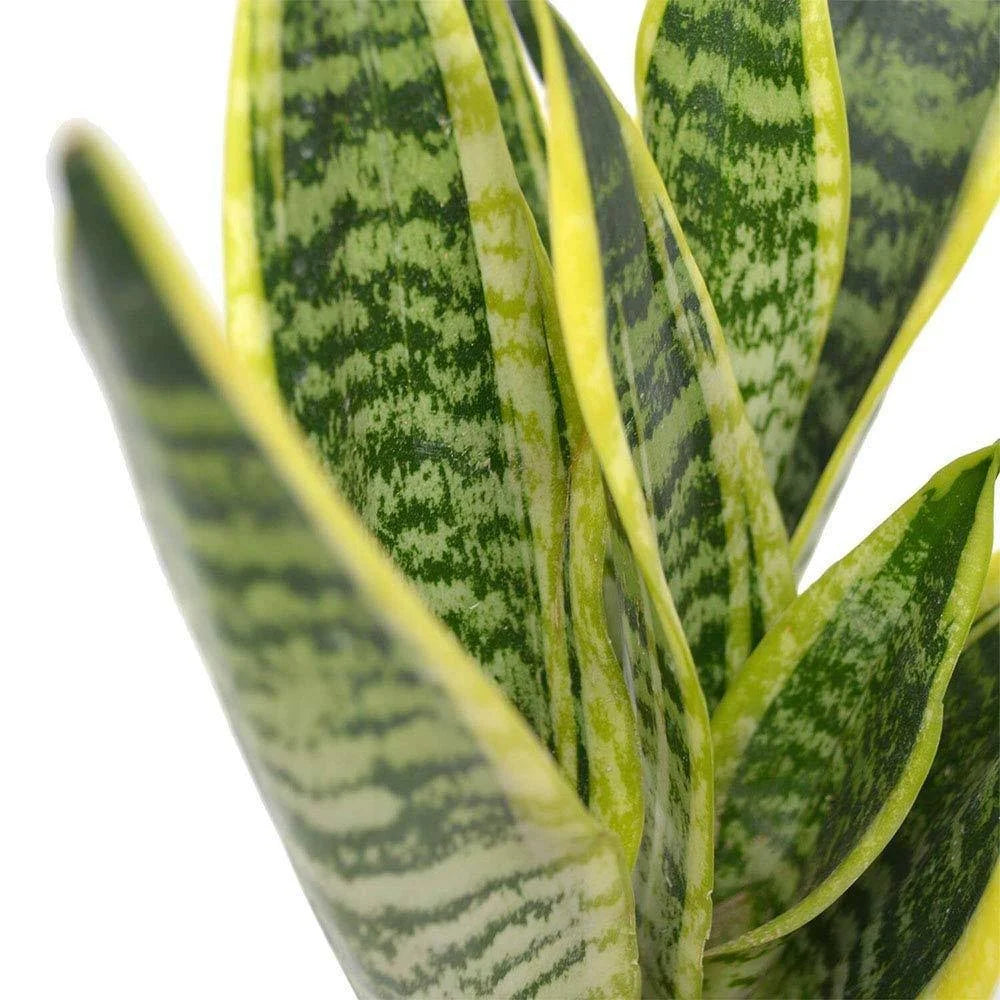 Green Snake Laurentii Live Plant, 6x22 Pot V83247