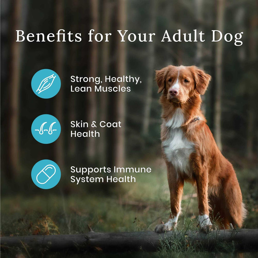 Dog Food O44313