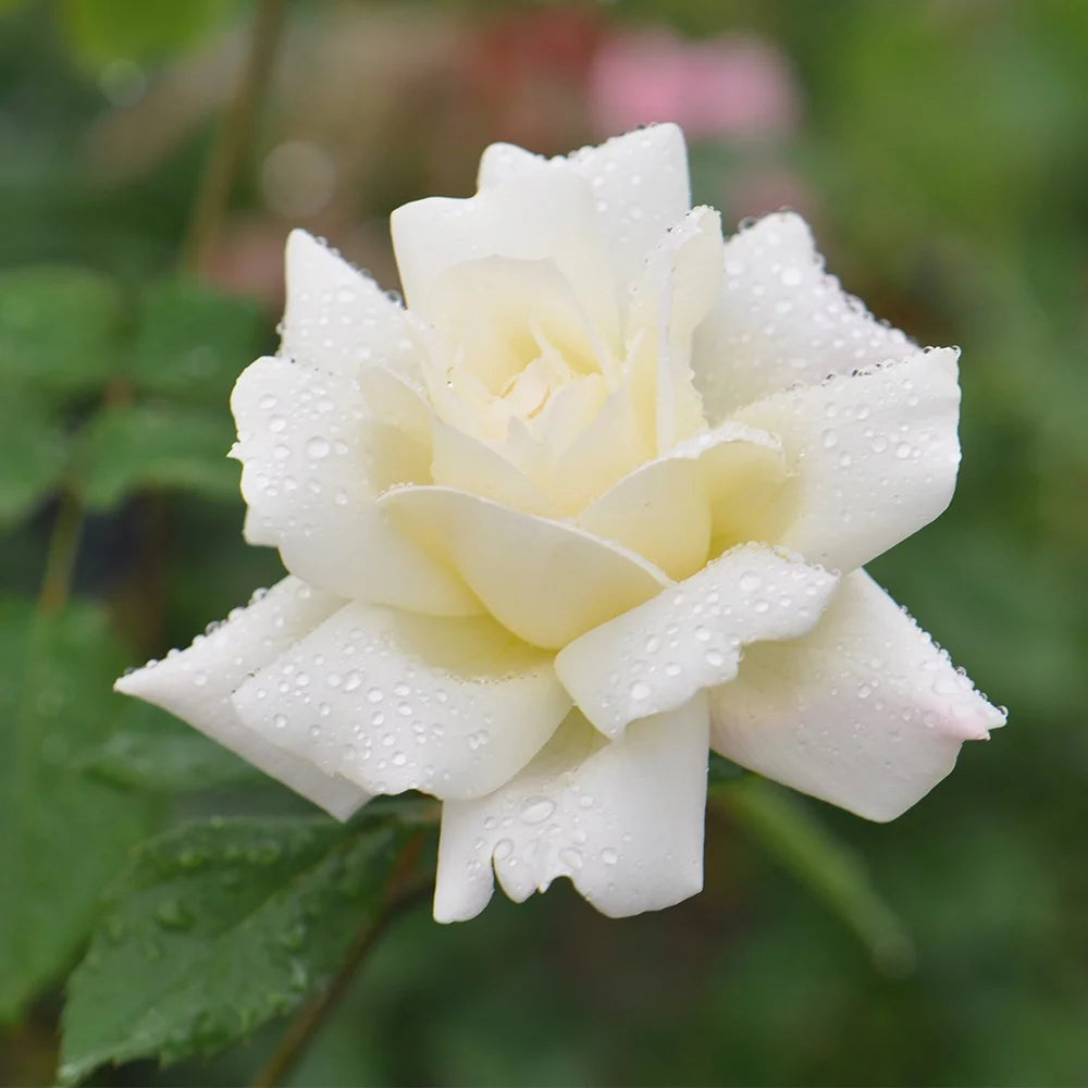 Hardy Rose Plant Z833529