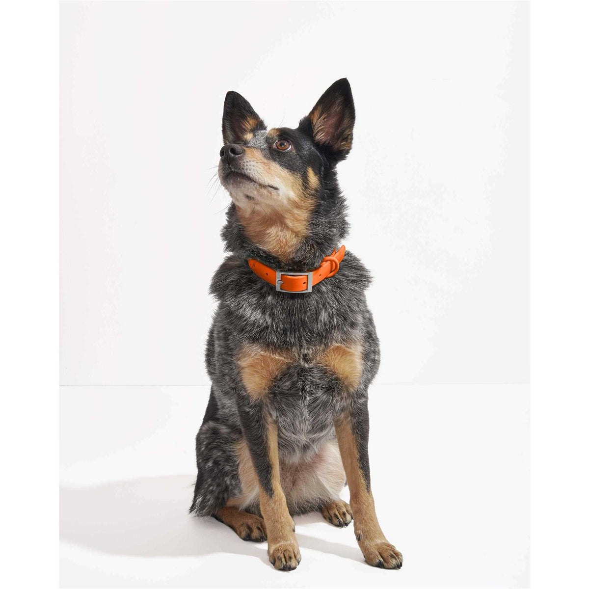 Dog Collar V54743