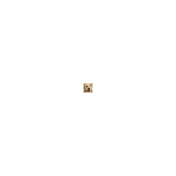 Turmeric Curcumin Pet Antioxidant M4617