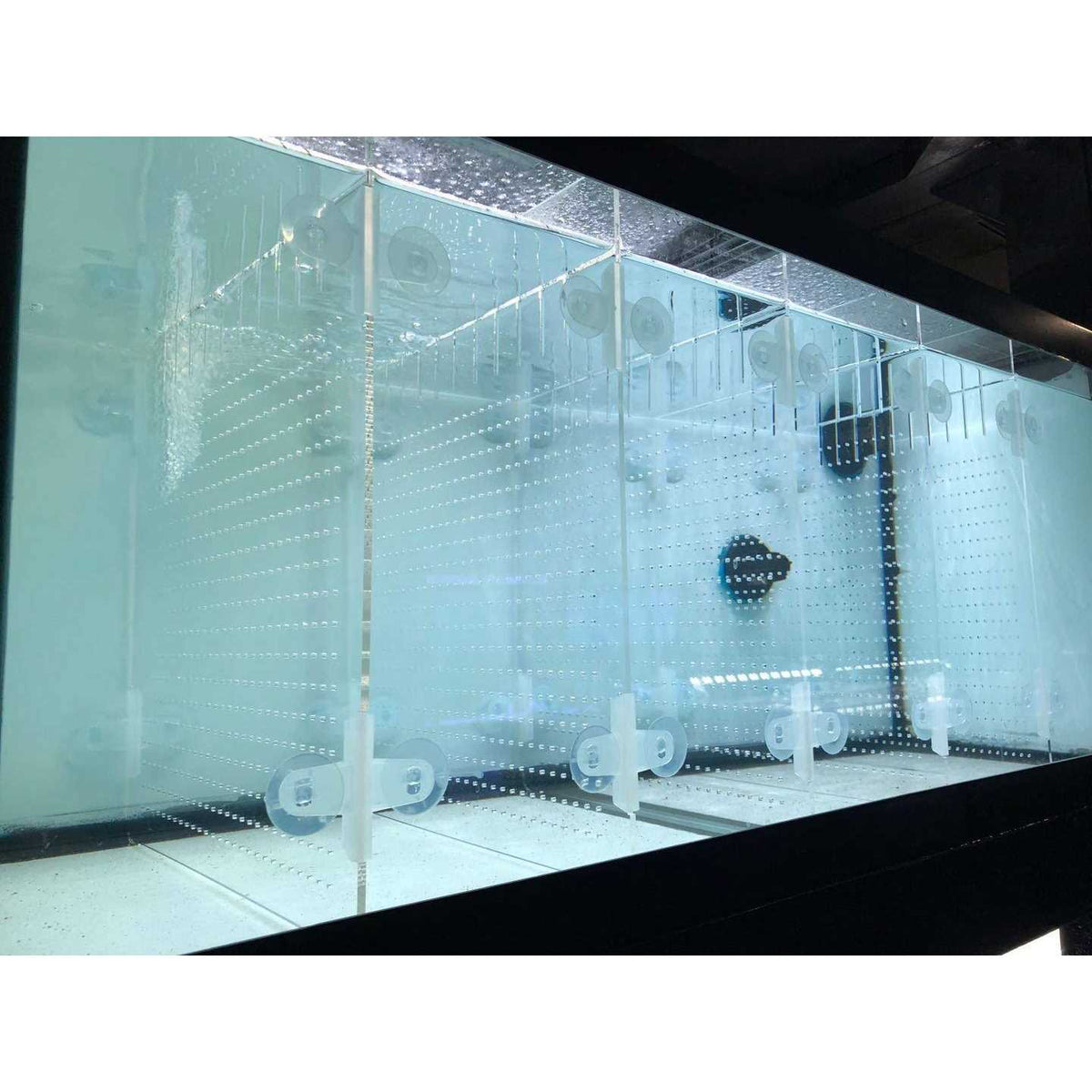 Acrylic Aquarium Divider Kit with Suction Cups K61618