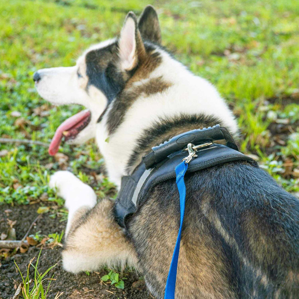 Dog Puppy Training Leash 15ft 20ft 30ft 50ft 100ft N6105