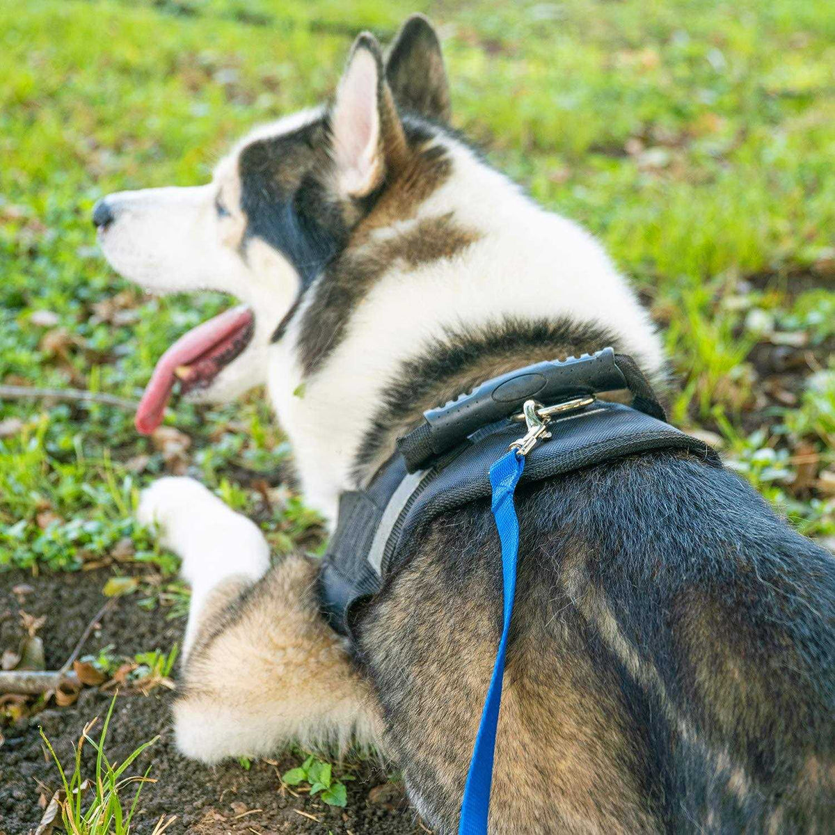 Dog Puppy Training Leash 15ft 20ft 30ft 50ft 100ft N6105