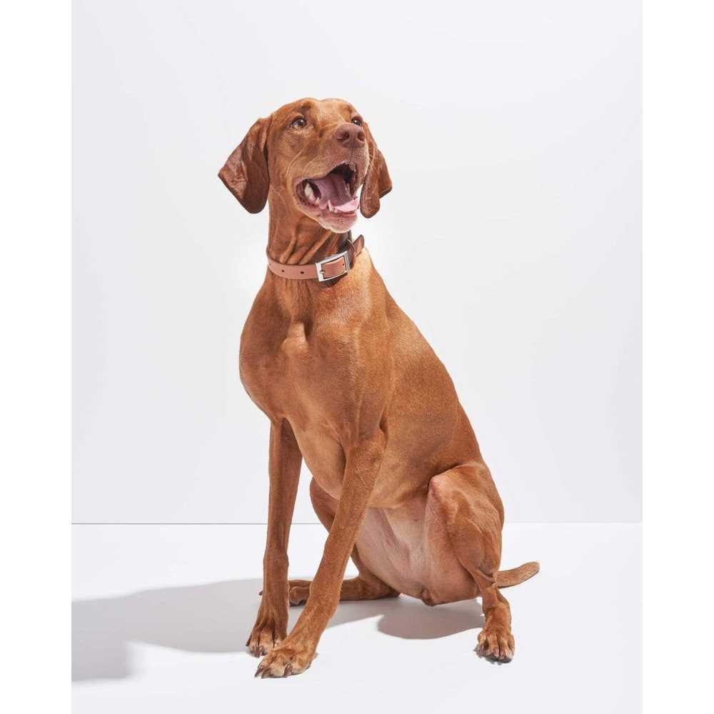 Dog Collar V54743