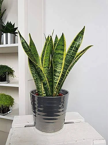 Green Snake Laurentii Live Plant, 6x22 Pot V83247