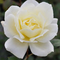 Hardy Rose Plant Z833529