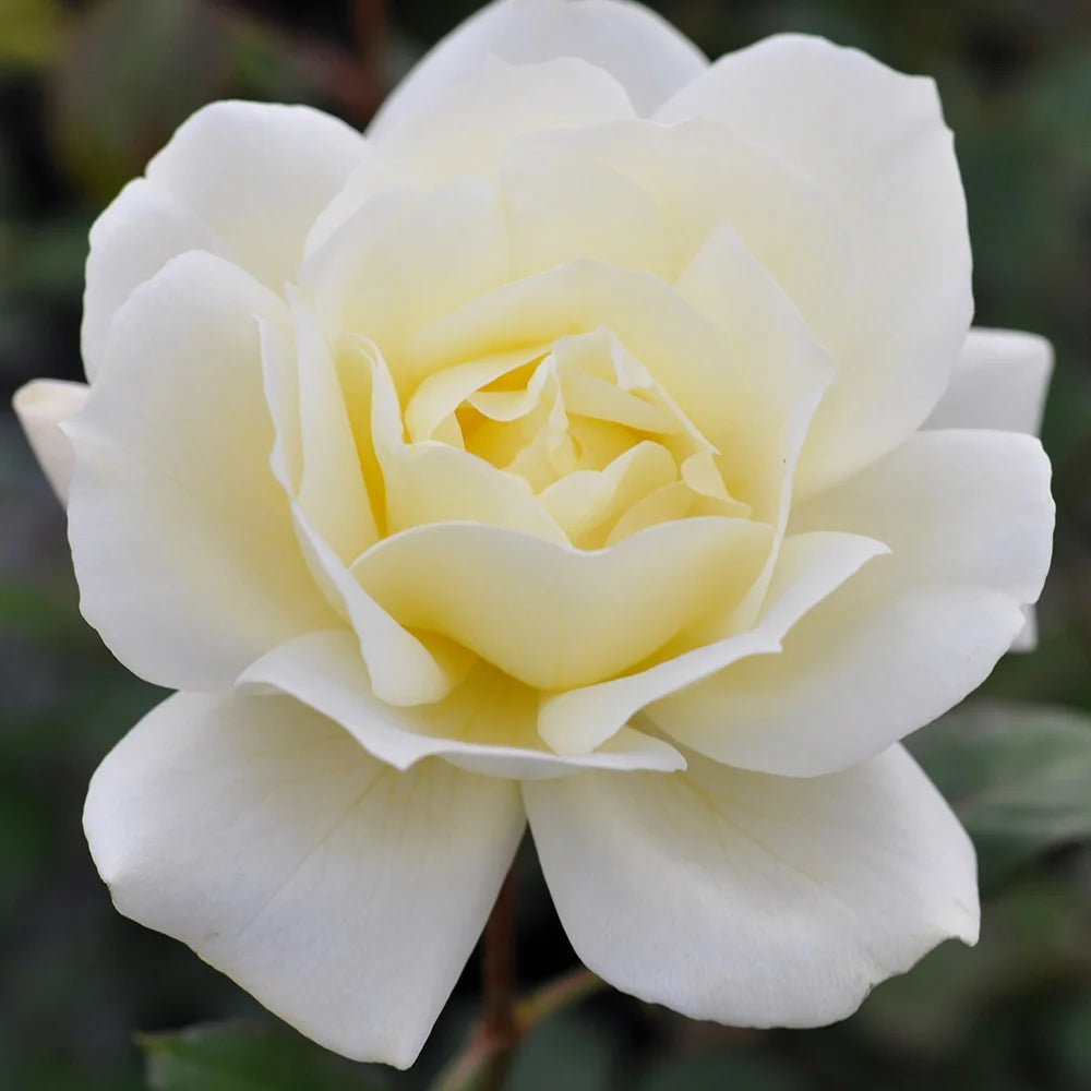 Hardy Rose Plant Z833529