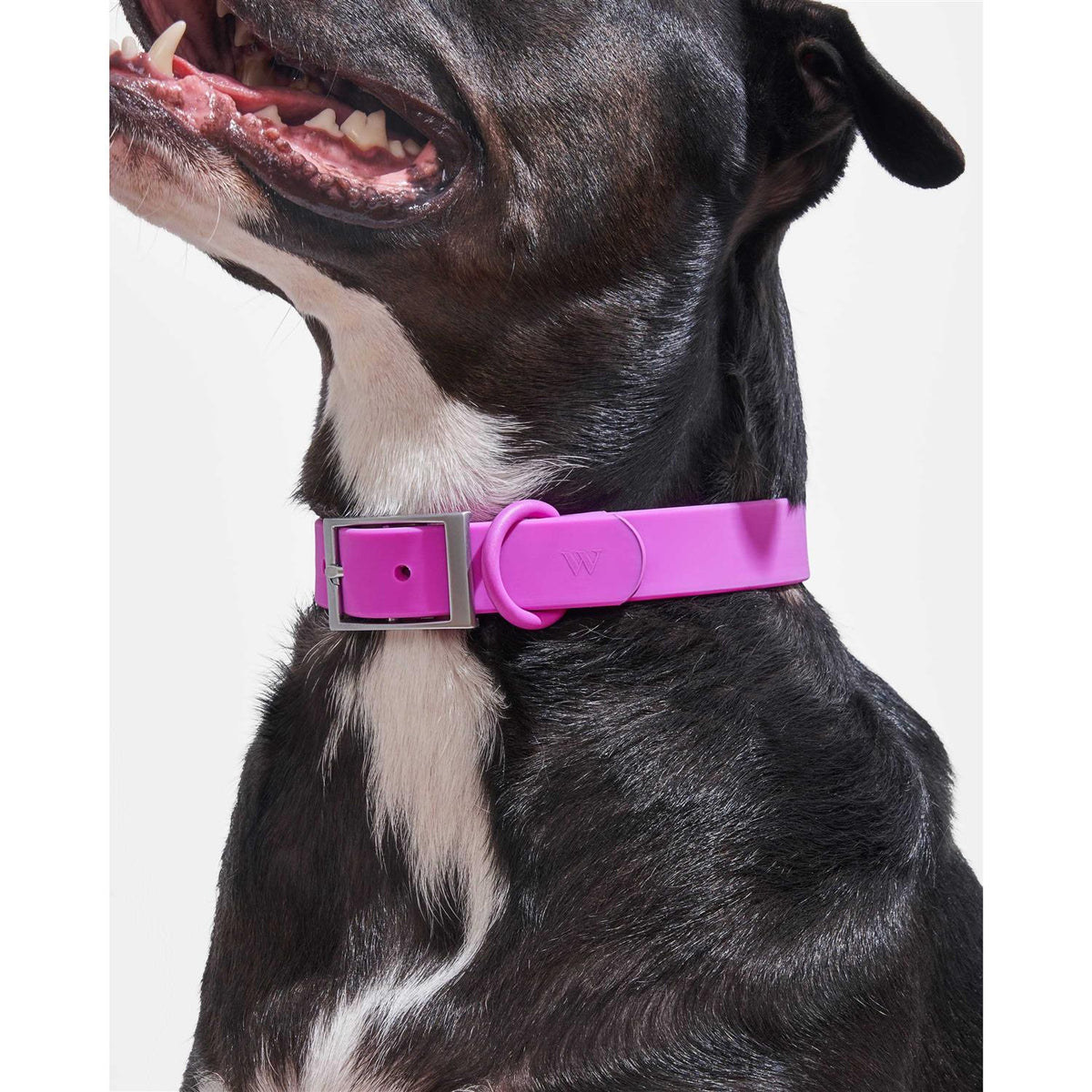 Dog Collar V54743