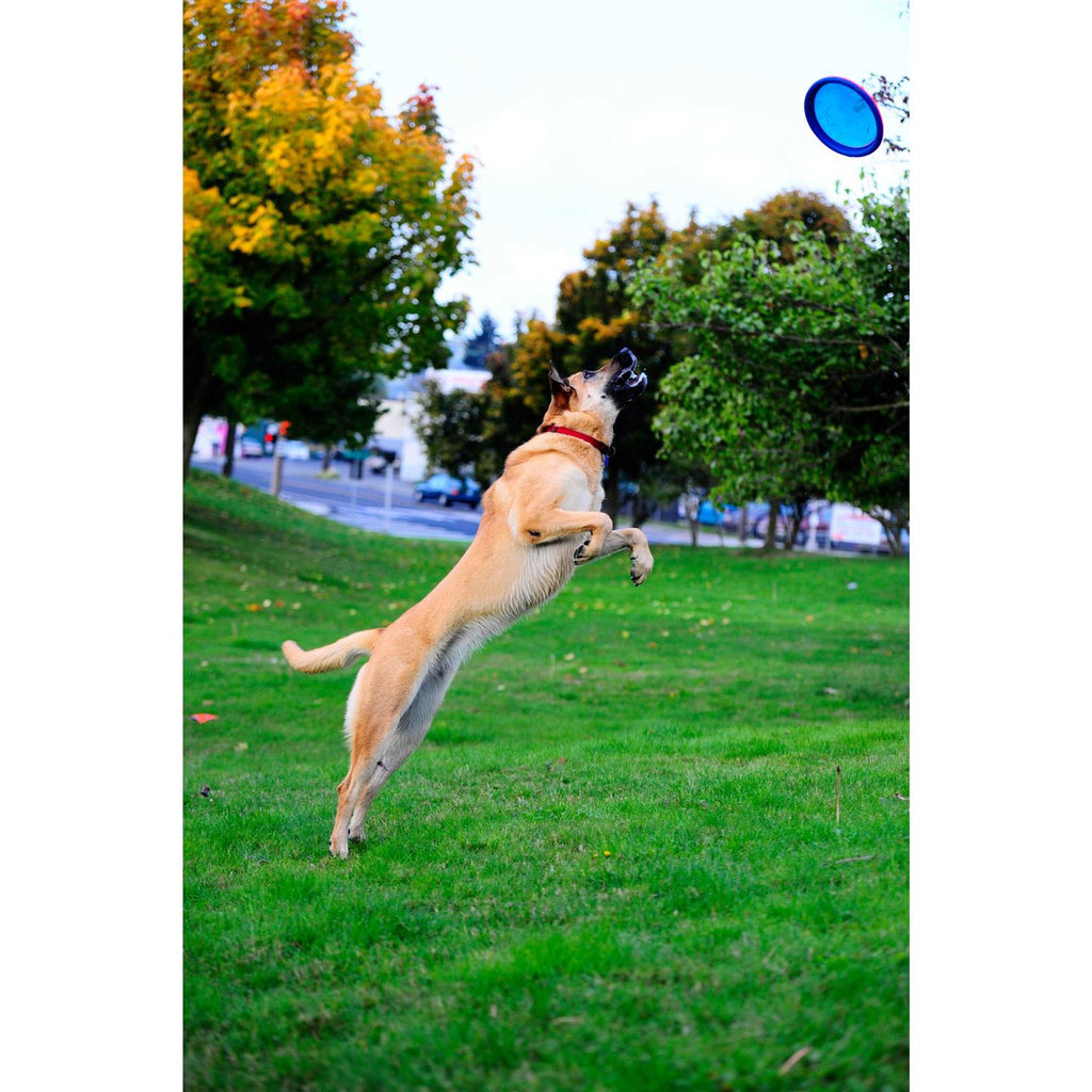 Dog Toy U4195