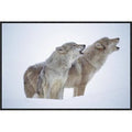 Framed Photographic Print of Pair Howling in Snow A85729