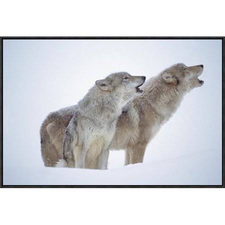 Framed Photographic Print of Pair Howling in Snow A85729